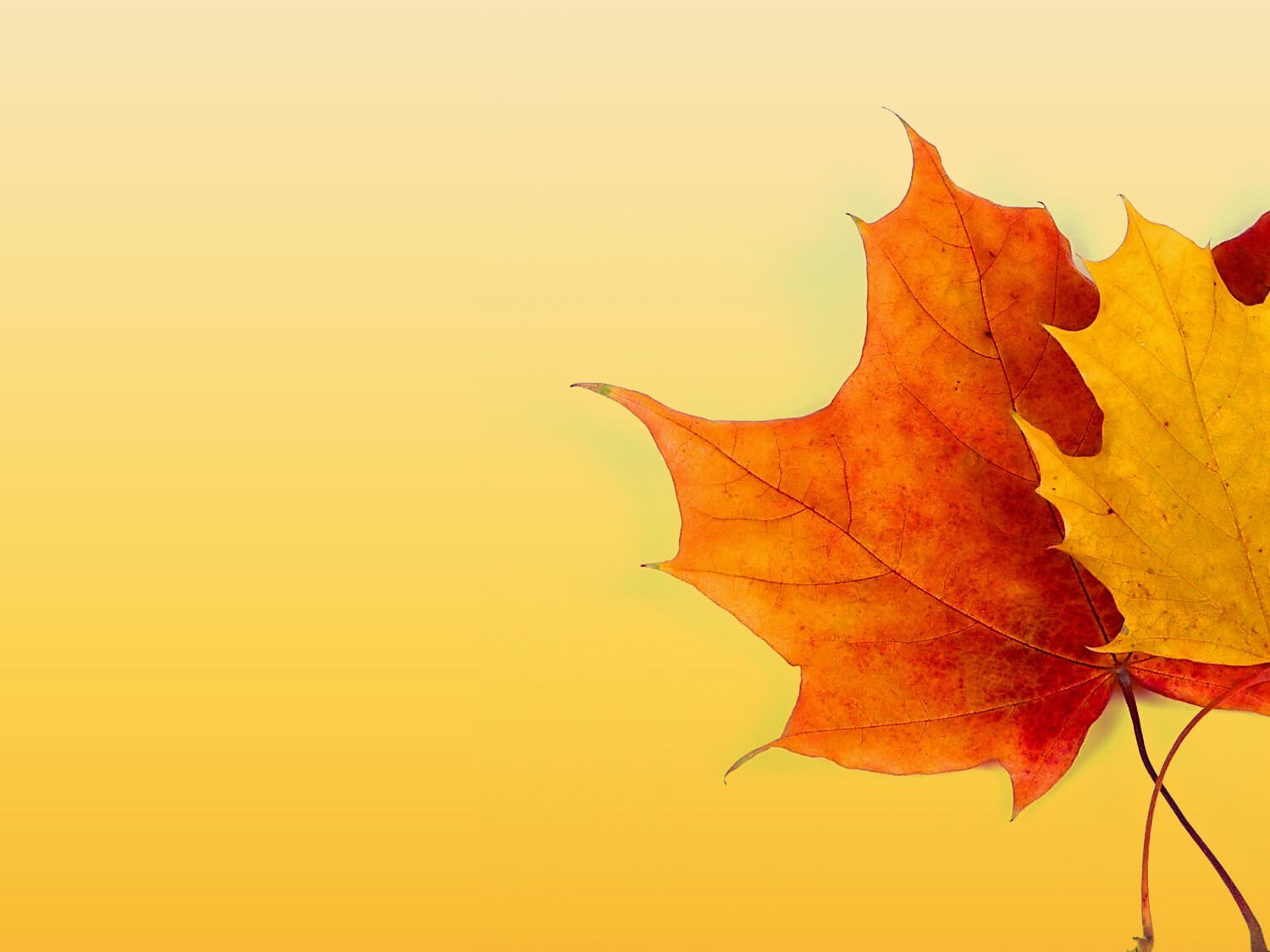 Autumn Ppt Background – Powerpoint Backgrounds For Free Pertaining To Free Fall Powerpoint Templates